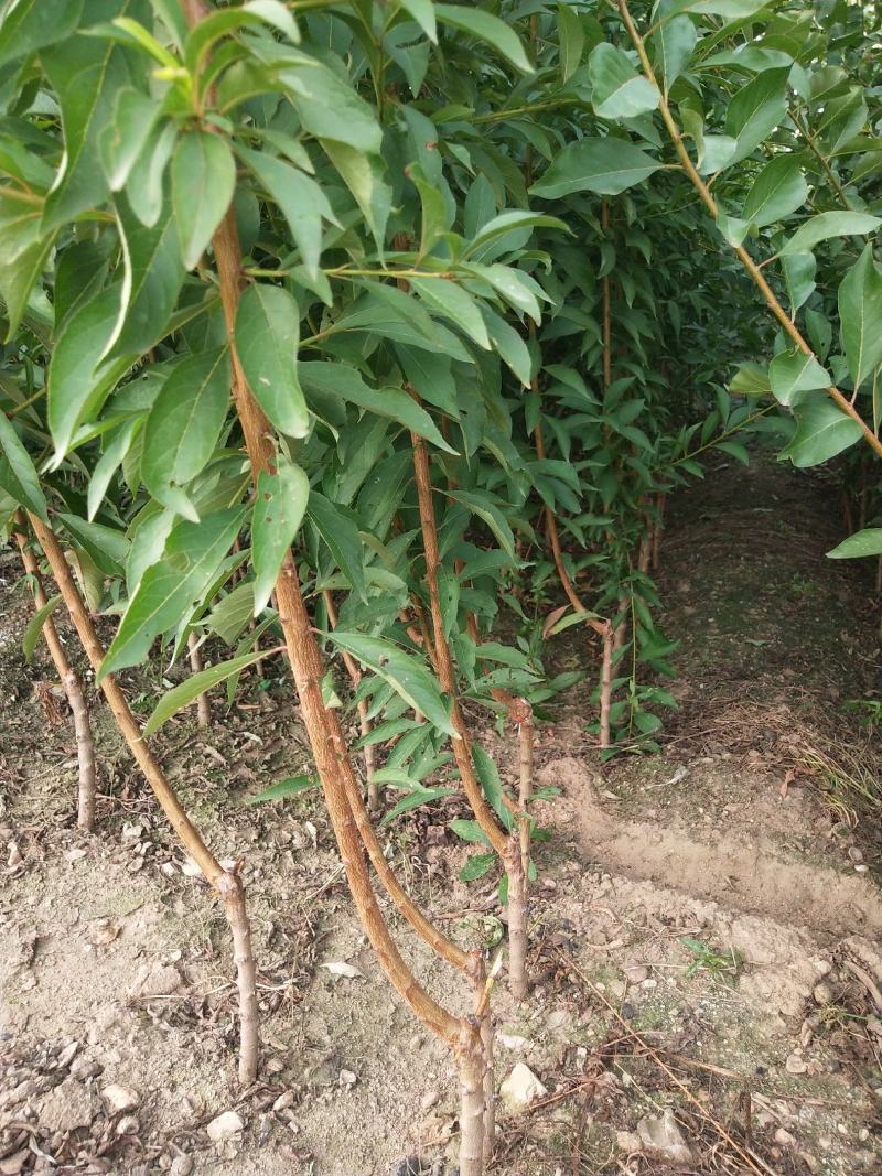 李子苗基地蜂糖李，味帝李，恐龙蛋李，品种齐全