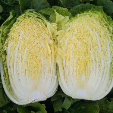 新鲜湖北黄心白菜，产地直供，甜脆可口，10月底上市。
