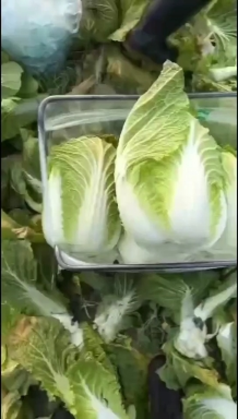 新鲜湖北黄心白菜，产地直供，甜脆可口，10月底上市。