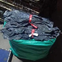 福建霞浦精品大叶海带头40公分干货天然挂晒无沙无泥商用