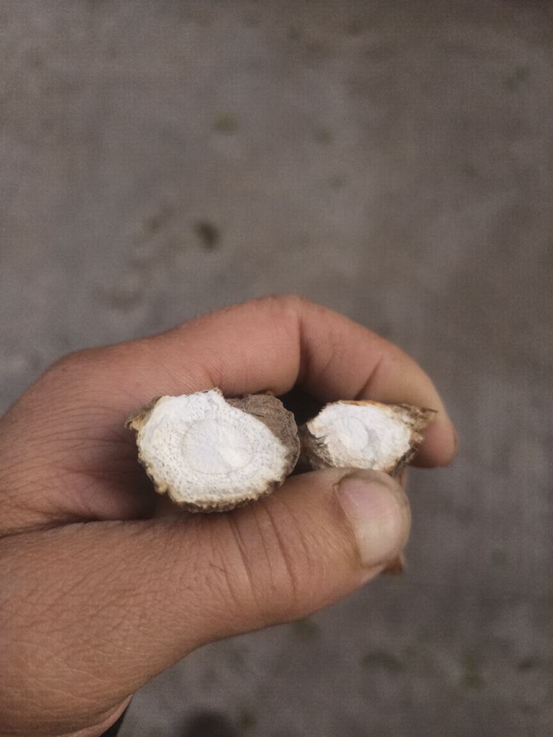 低硫川白芷特大个头