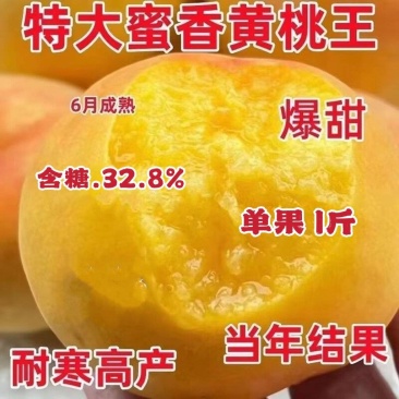 锦绣黄桃蜜香黄桃黄金桃4号5号皇冠黄金后甜黄金现挖现发
