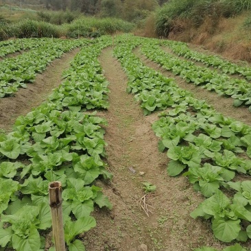 夏阳包装福建高山蔬菜露天种植欲购从速！