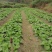 夏阳包装福建高山蔬菜露天种植欲购从速！