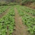 夏阳包装福建高山蔬菜露天种植欲购从速！