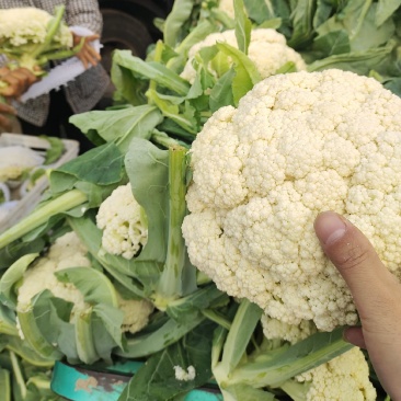 精品花菜产地直供大量供应质量保证欢迎致电
