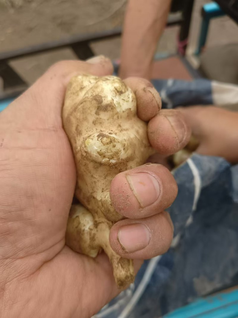 鲜洋姜