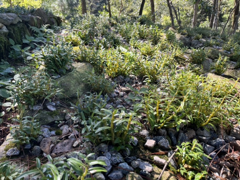 批发霍山石斛正宗原产地直发品类齐全证照齐全源头工厂基地