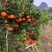 广西东方红四季红种植户一手货源代发全国