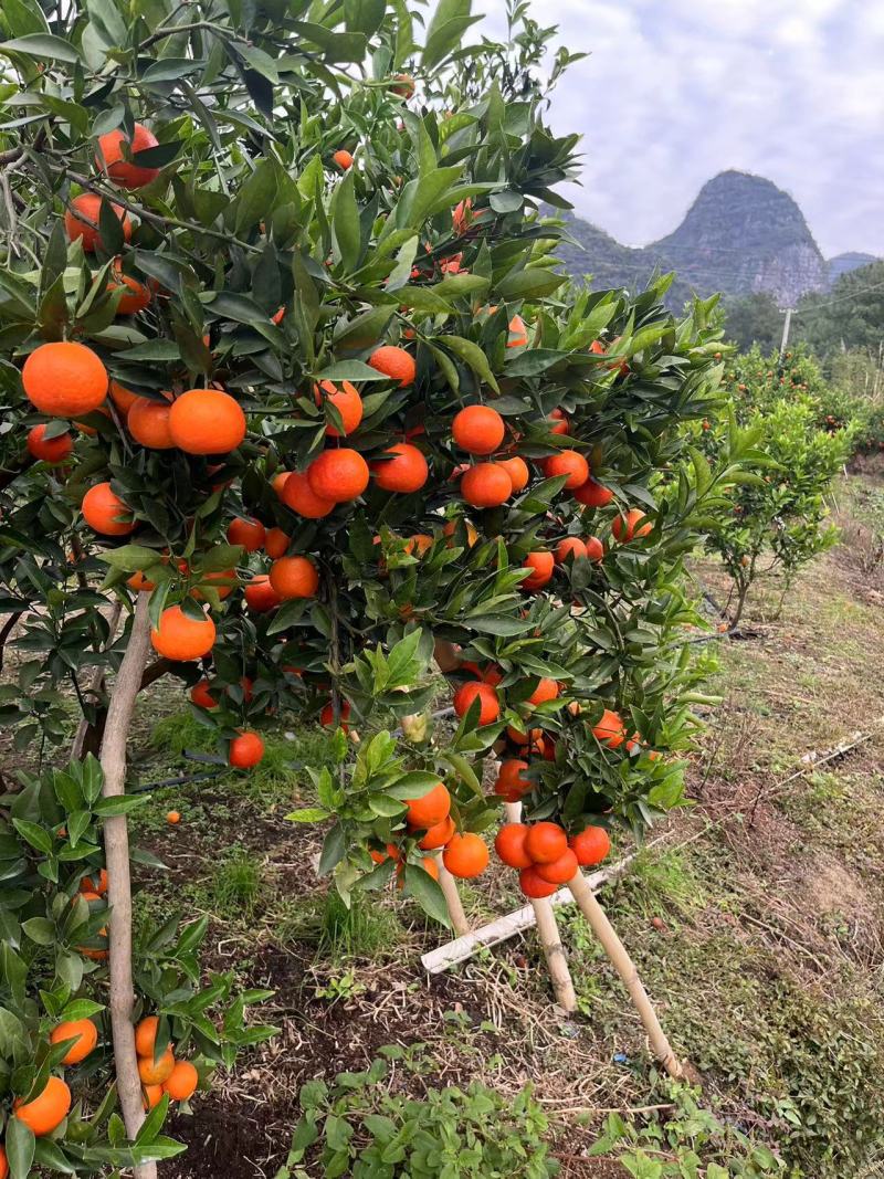 广西东方红四季红种植户一手货源代发全国