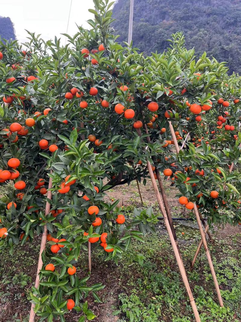 广西东方红四季红种植户一手货源代发全国
