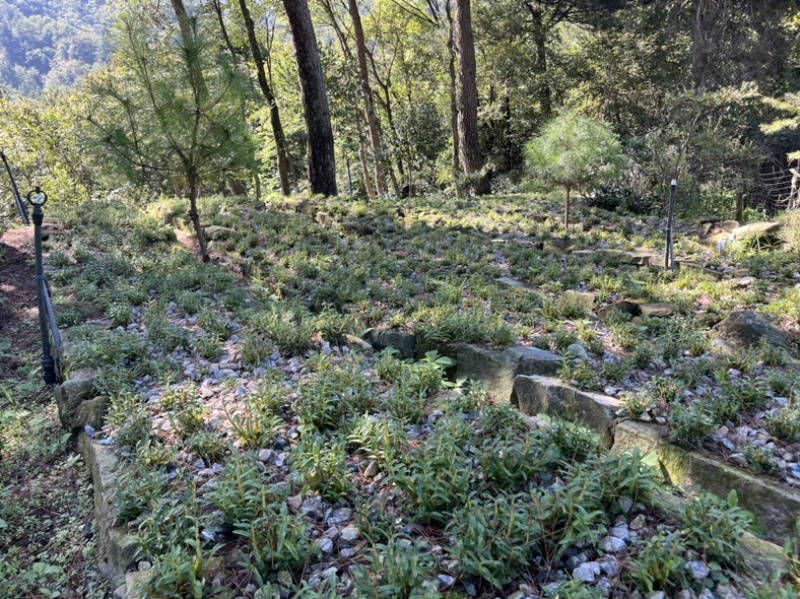 正宗霍山石斛粉支持一件代发源头，工厂产地直销，正品保证
