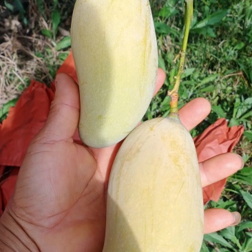 景东晚芒