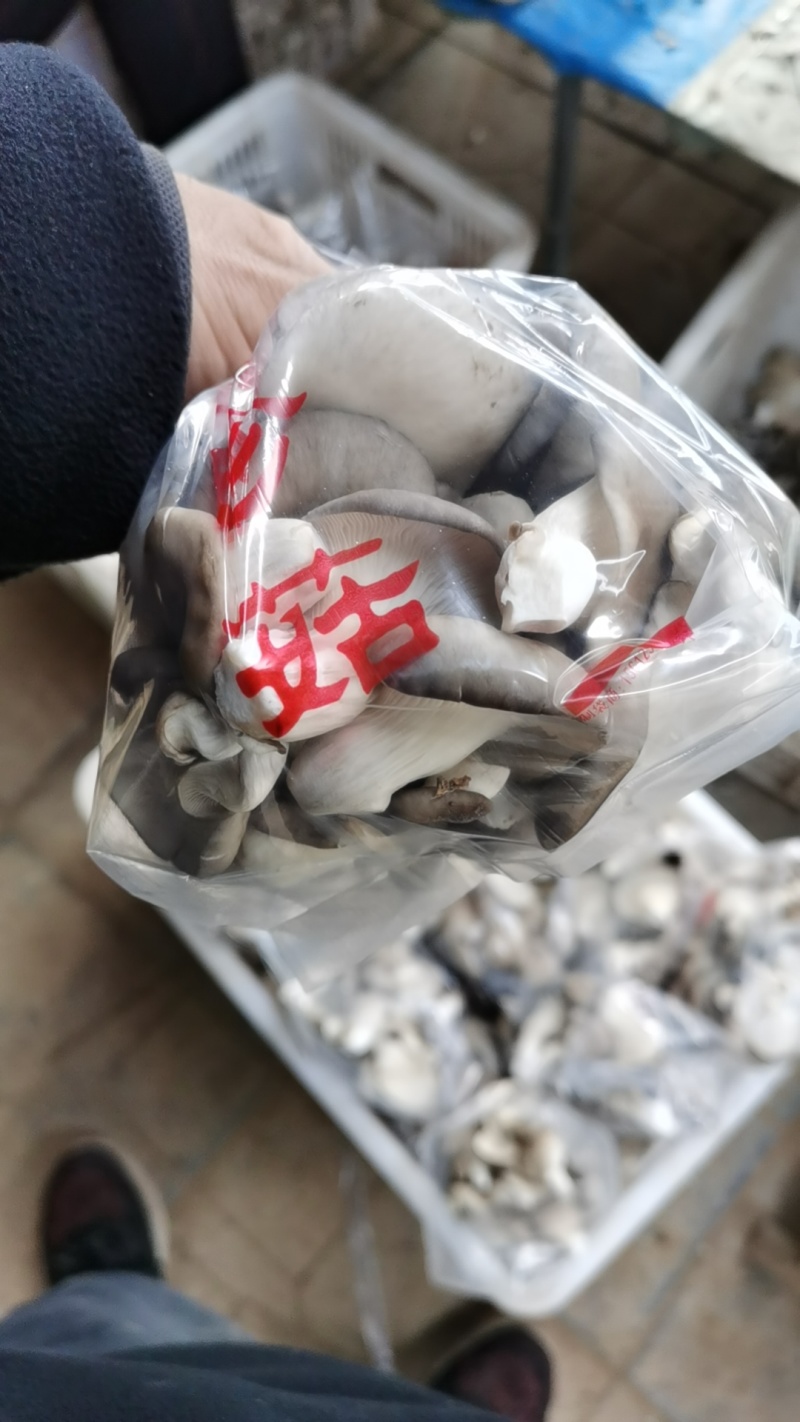 秀珍菇