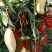 景东晚芒