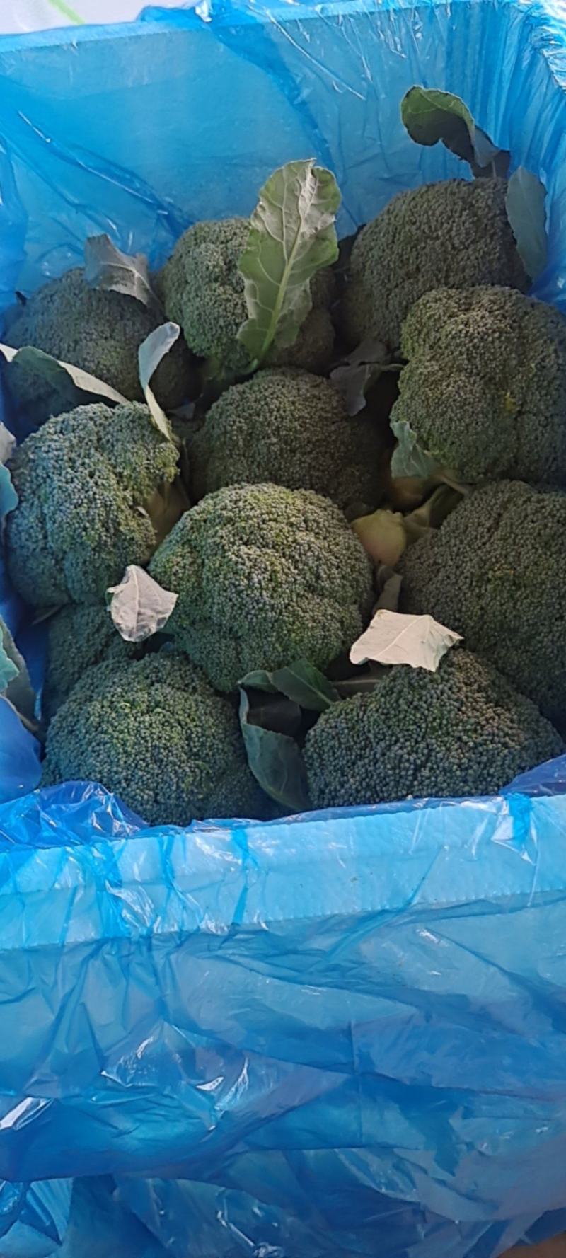 河北基地西兰花大量现货质量好，价格优，待发全国