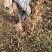 东北五角枫基地五角枫造林苗五角枫垄播苗一手货源