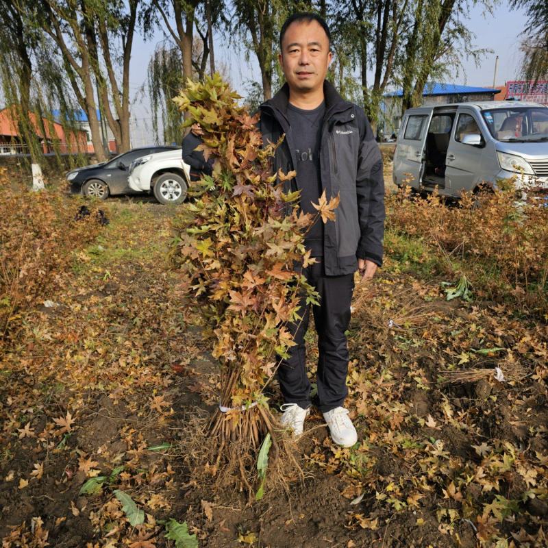 东北五角枫基地五角枫造林苗五角枫垄播苗一手货源