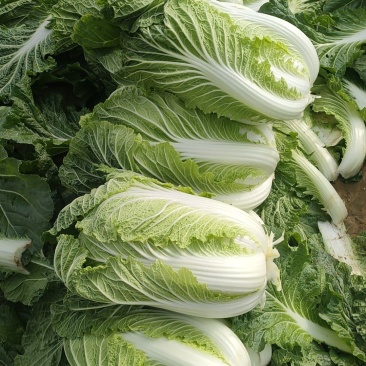 黄心大白菜大量上市