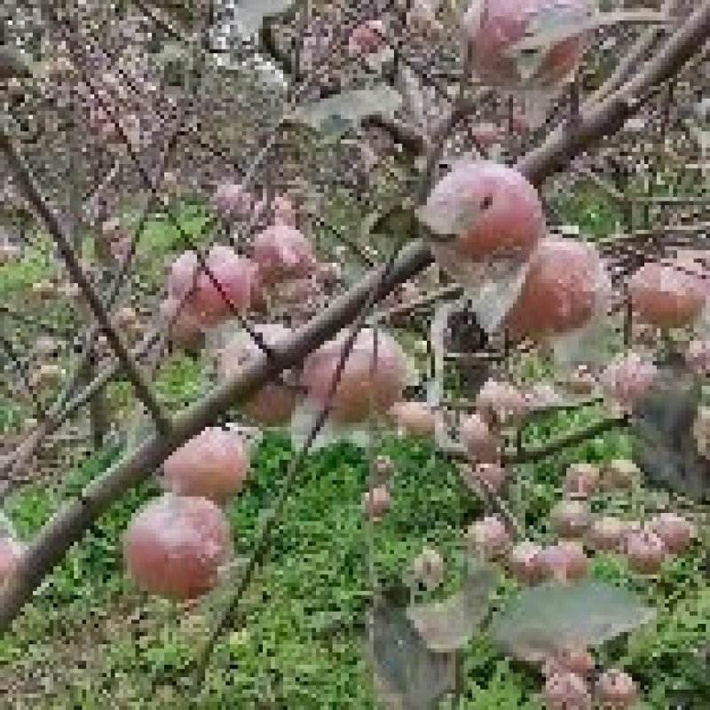 临猗黄土高坡坡上冰糖心红富士苹果大量上市，烟富，长富