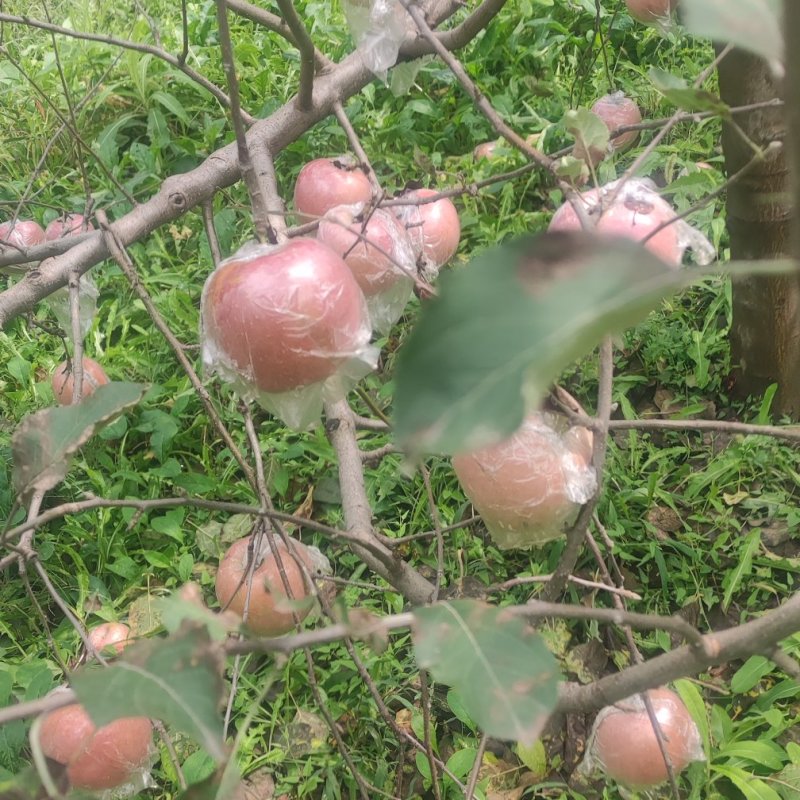 临猗黄土高坡坡上冰糖心红富士苹果大量上市，烟富，长富