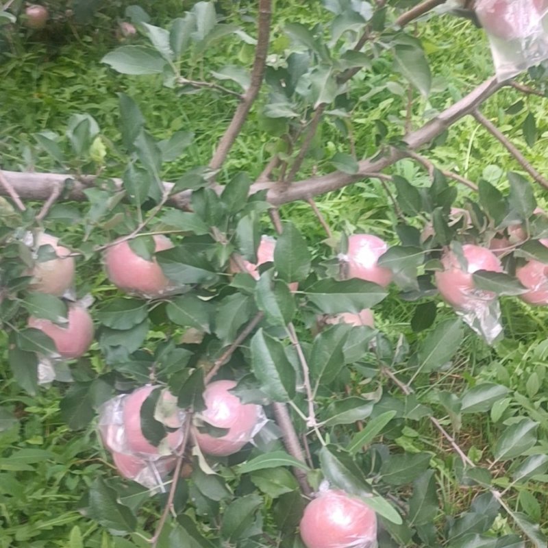 临猗黄土高坡坡上冰糖心红富士苹果大量上市，烟富，长富