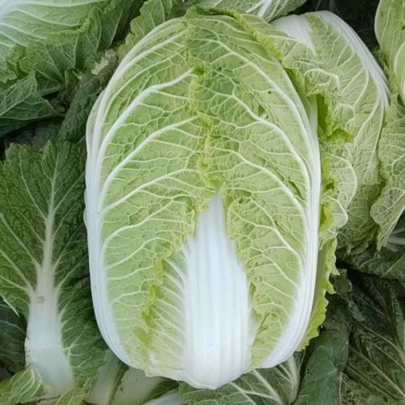 新鲜白菜，产自凤翔区，优质农产品，**特惠！