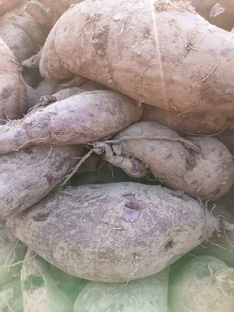 紫暑，水晶紫着