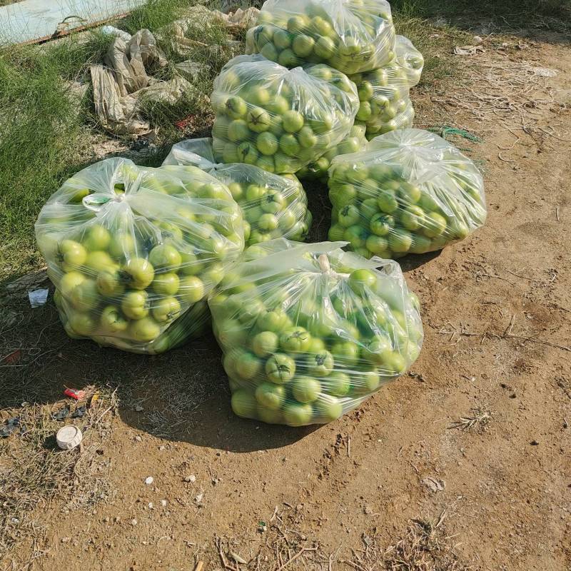 绿番茄产地只发