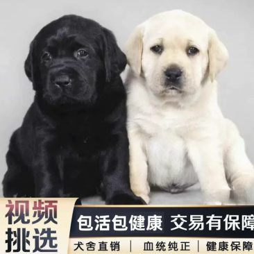 纯种拉布拉多幼犬导盲犬拉布拉多双血统金毛幼犬高智商宠物狗