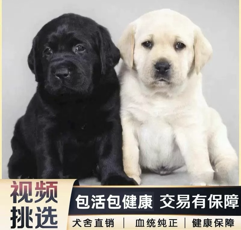 纯种拉布拉多幼犬导盲犬拉布拉多双血统金毛幼犬高智商宠物狗
