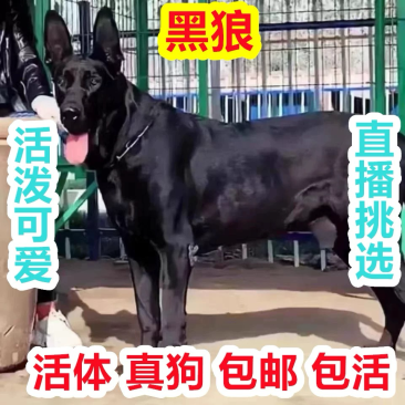黑狼幼型大型犬看家护院