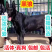 黑狼幼型大型犬看家护院