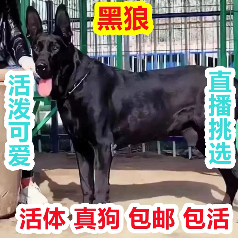 黑狼幼型大型犬看家护院