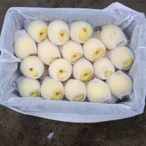 山西贡梨当地直供，甜脆可口