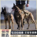 马犬活体纯种马犬幼犬军犬警犬爆红马犬科目马犬