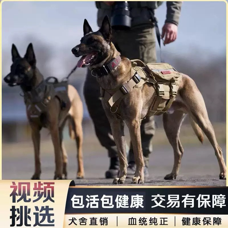 马犬活体纯种马犬幼犬军犬警犬爆红马犬科目马犬