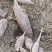 板栗薯口感好甜