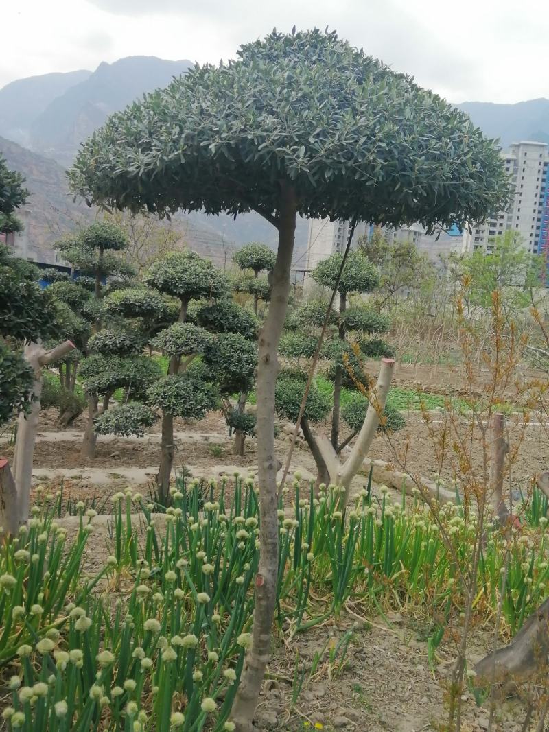 油橄榄树绿化批发