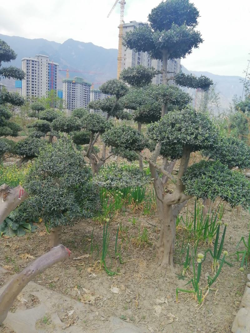 油橄榄树绿化批发