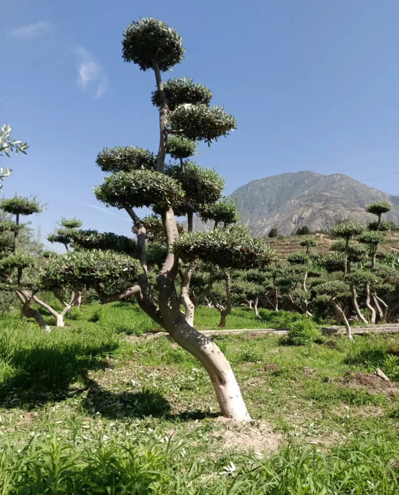油橄榄树绿化批发