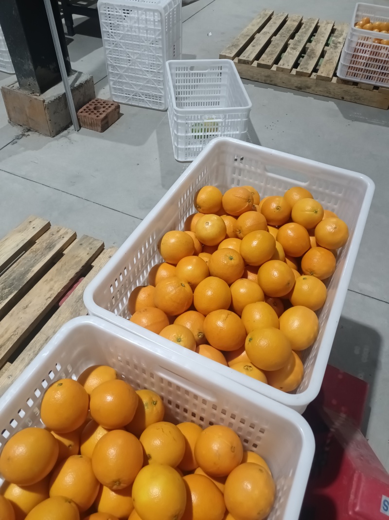 赣南脐橙江西橙子皮薄肉厚口味正宗农家自种
