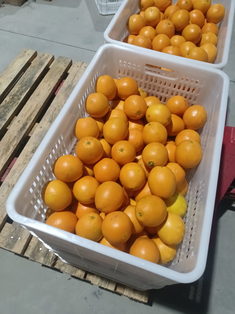赣南脐橙江西橙子皮薄肉厚口味正宗农家自种