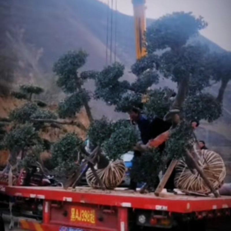油橄榄树绿化批发