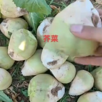 河南芥菜大量上市，有需要的老板联系，质量好，价格优