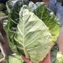 湖北牛心甘蓝牛心包菜上市了，产地直发，对接各大市场！