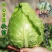 湖北牛心甘蓝牛心包菜上市了，产地直发，对接各大市场！