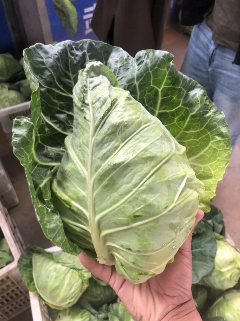 湖北牛心甘蓝牛心包菜上市了，产地直发，对接各大市场！