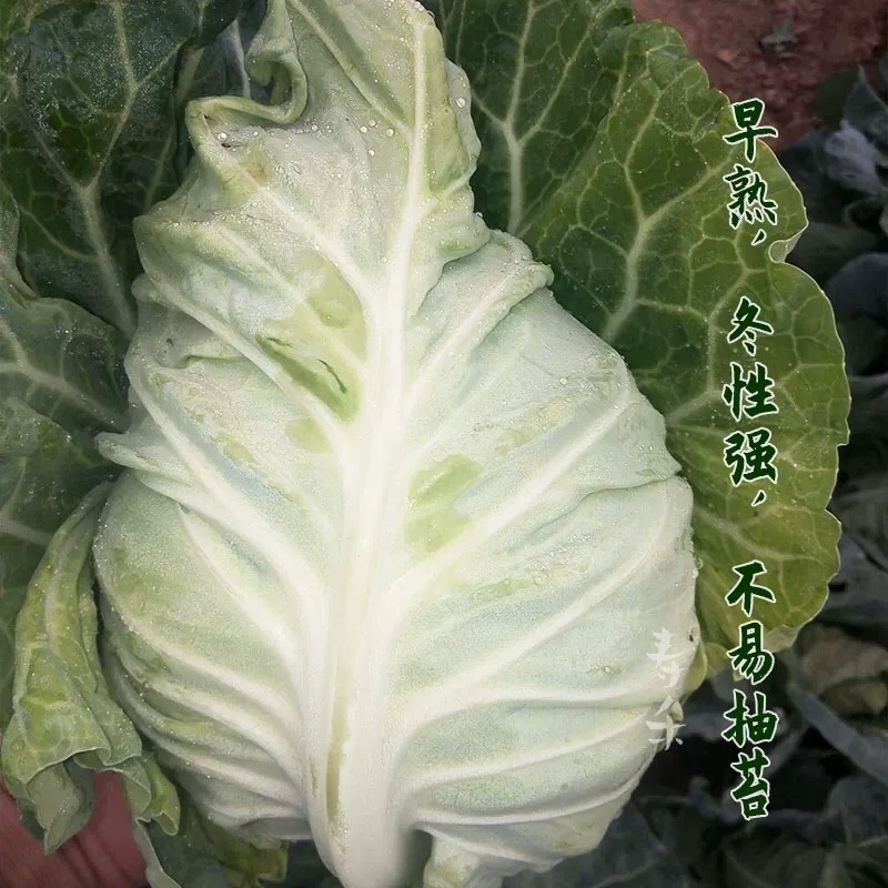 湖北牛心甘蓝牛心包菜上市了，产地直发，对接各大市场！