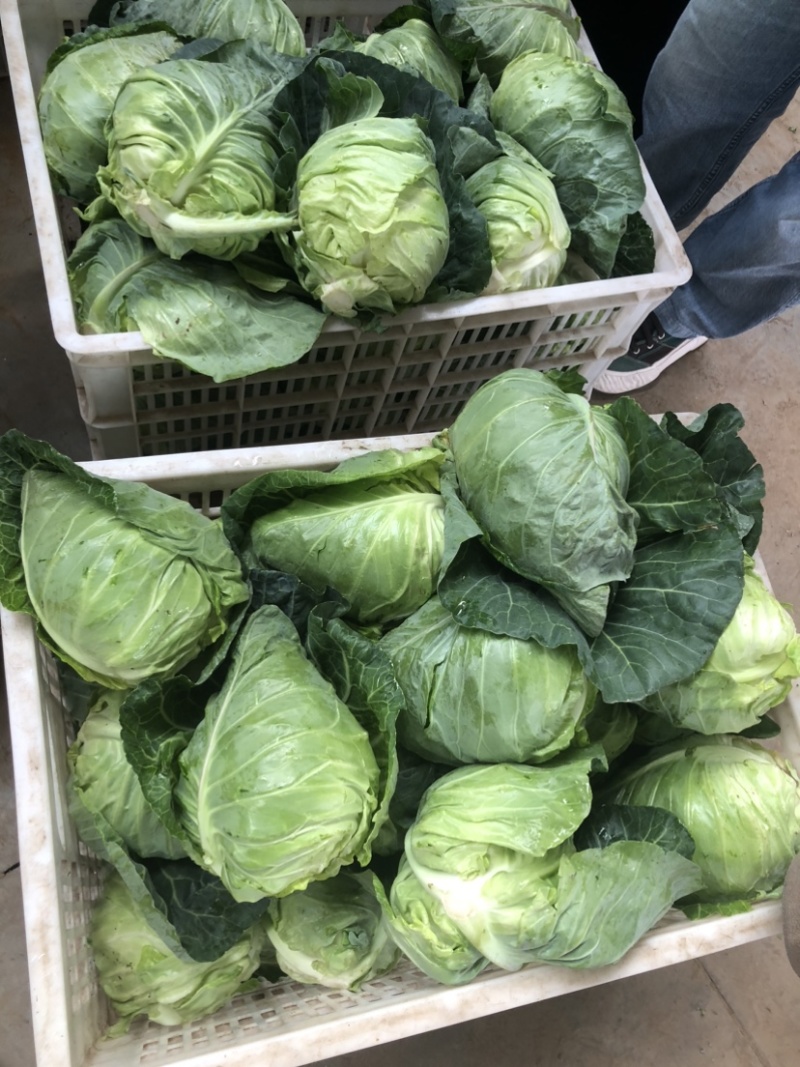 湖北牛心甘蓝牛心包菜上市了，产地直发，对接各大市场！